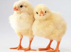 小雞怎么養(yǎng)最好？