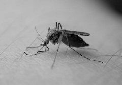 蚊子的壽命有多長，蚊子最怕什么植物、動物