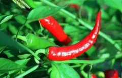 辣椒屬于什么類蔬菜？