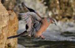 斑鳩的種類(lèi)有哪些？