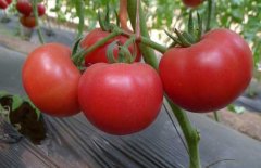西紅柿常用激素、調(diào)節(jié)劑、微肥、葉面肥
