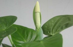 滴水觀音開花嗎？