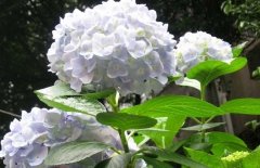 繡球花可以放在室內(nèi)嗎？繡球花適合放在哪里？