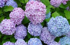 繡球花的花期是什么時(shí)候？