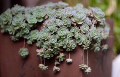 多肉植物什么時(shí)候澆水？