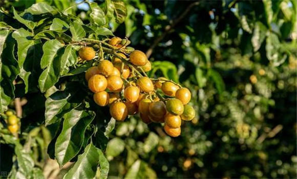 黃皮如何疏花、疏果、保果