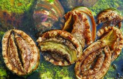 鮑魚的營養(yǎng)價(jià)值有哪些，適宜哪些人群食用
