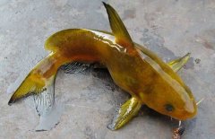 黃顙魚(yú)的種類（品種）有哪些？