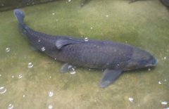 青魚吃什么食物？青魚的飼料建議配方