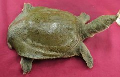 吃甲魚過敏怎么辦，其過敏的原因是什么？