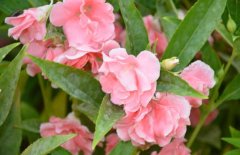 鳳仙花能治療灰指甲嗎？