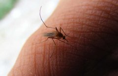 蚊子為什么要吸血 蚊子吸血的時候可以拍死嗎？