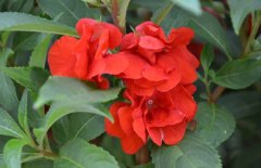 鳳仙花種子怎么種？