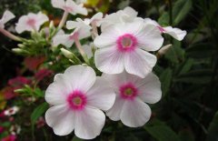 鳳仙花的花語是什么？