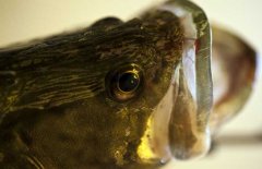 鱖魚品種有哪幾種、各有什么特點？