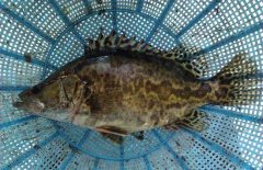 鱖魚和桂魚的區(qū)別是什么，鱖魚的別稱有哪些