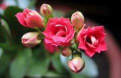 長壽花的養(yǎng)殖方法－長壽花圖片