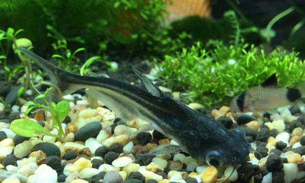 鸚鵡魚和什么魚混養(yǎng)好？