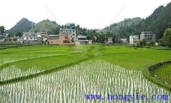 搶茬精播，穩(wěn)過(guò)立苗關(guān)