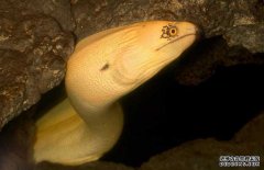 鰻魚的產(chǎn)地分布、生活習(xí)性與生長過程