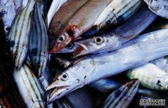帶魚(yú)有哪幾種，為你介紹地球上帶魚(yú)的七大種類