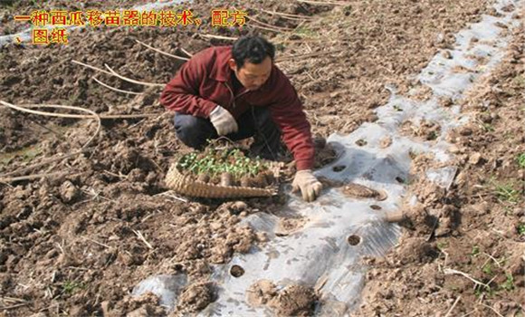 放苗、間苗、補苗