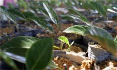 鳳梨的種植密度、育苗方法 鳳梨的種植方法