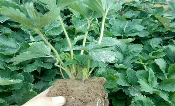 怎樣起草莓苗，如何包裝運輸和貯藏
