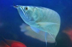 銀龍魚(yú)能長(zhǎng)多大？銀龍魚(yú)多少錢(qián)一條