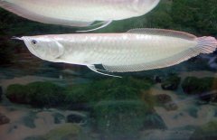 銀龍魚(yú)不吃食怎么辦，是什么原因?qū)е碌? /></a>
            <a href=
