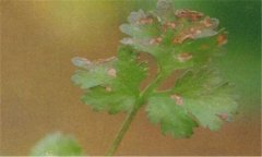 香菜葉斑病的發(fā)病條件，香菜葉斑病的防治