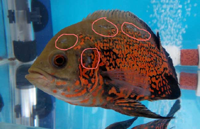 地圖魚(yú)水溫多少合適