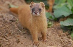 黃大仙是什么動物，黃鼠狼為什么叫黃大仙