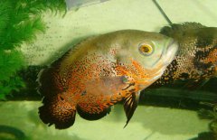 地圖魚吃什么長(zhǎng)得快，地圖魚吃什么飼料好？