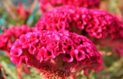 雞冠花治婦科病嗎，它有哪些作用