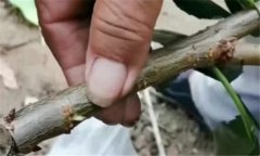 果樹靠接法嫁接方法、技術(shù)特點(diǎn)與方法、步驟