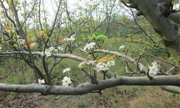 成年果樹夏、秋季開花的原因