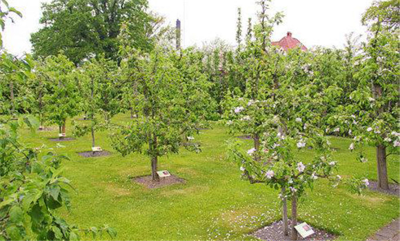 防止夏、秋季開花的措施