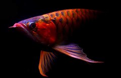 紅龍魚怎么才能養(yǎng)好？紅龍魚的正確飼養(yǎng)方法