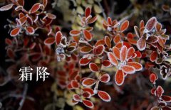 霜降的節(jié)氣由來，介紹關于霜降節(jié)氣的民間風俗