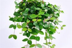 適合吊盆栽植的花卉有哪些，吊盆植物有哪些？