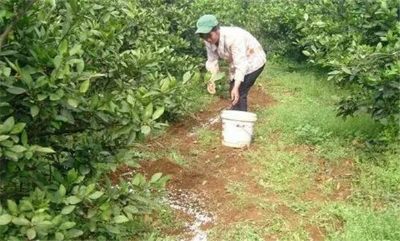 秋季宜增施磷、鋅肥