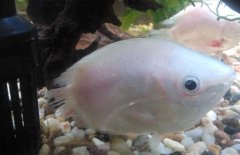 接吻魚為什么接吻？