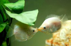接吻魚好不好養(yǎng)殖，接吻魚怎么養(yǎng)才好？