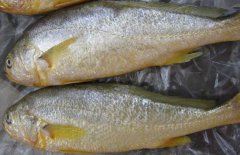 黃花魚能人工養(yǎng)殖嗎？