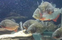 紅腹水虎魚吃什么，紅腹水虎魚怎么養(yǎng)？