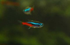 霓虹燈魚(yú)怎么養(yǎng)？霓虹燈魚(yú)形態(tài)特征
