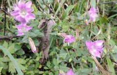 龍膽草產(chǎn)地在哪里、有幾個品種 對生長環(huán)境要求