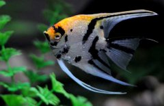 神仙魚和什么魚混養(yǎng)好，神仙魚怎么養(yǎng)？