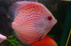 神仙魚和什么魚混養(yǎng)好？